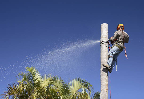 Best Tree Removal  in USA